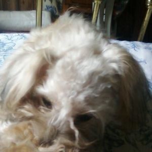 Meet your Posher, Peggy